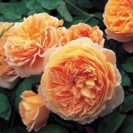 Crown Princess Margareta / Крон Принцесс Маргарет